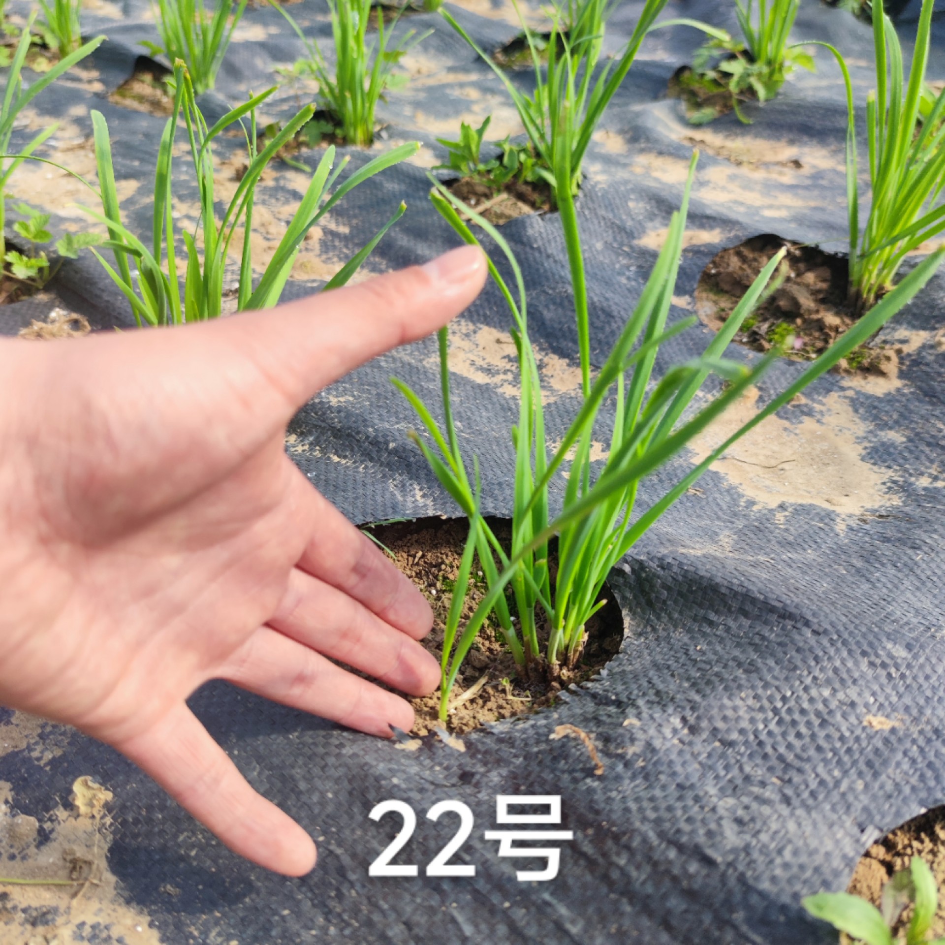 2023.3.中育22号大棚表现