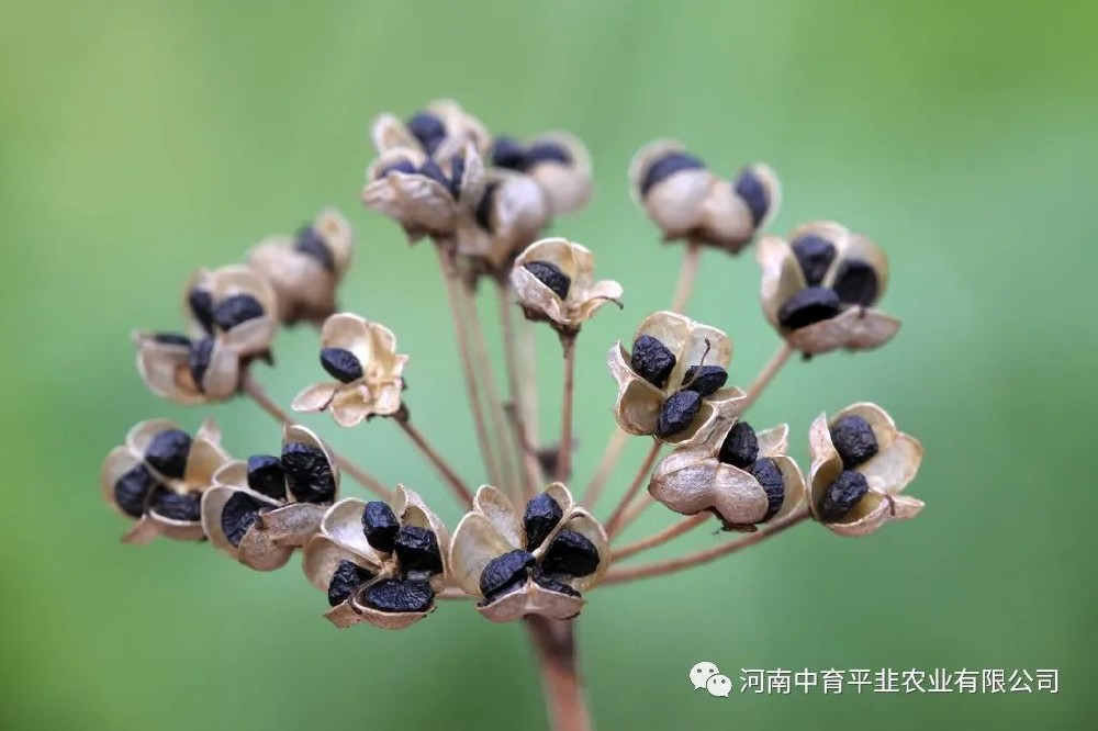提高韭菜种子发芽率的方法