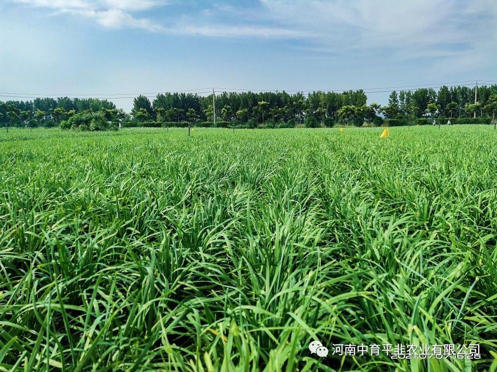 韭菜田夏季的管理方法