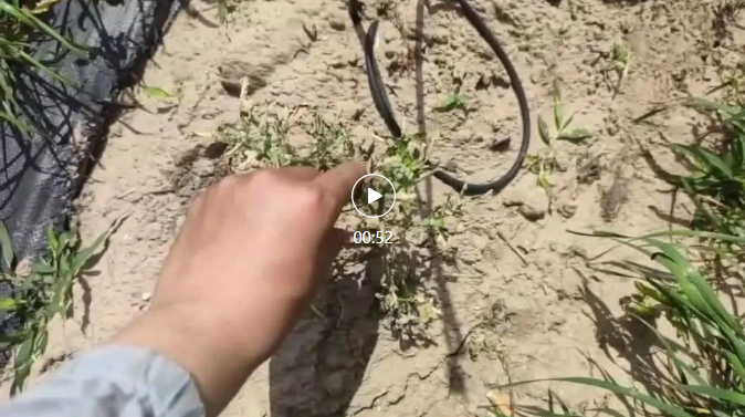 中育平韭专用除草剂使用效果