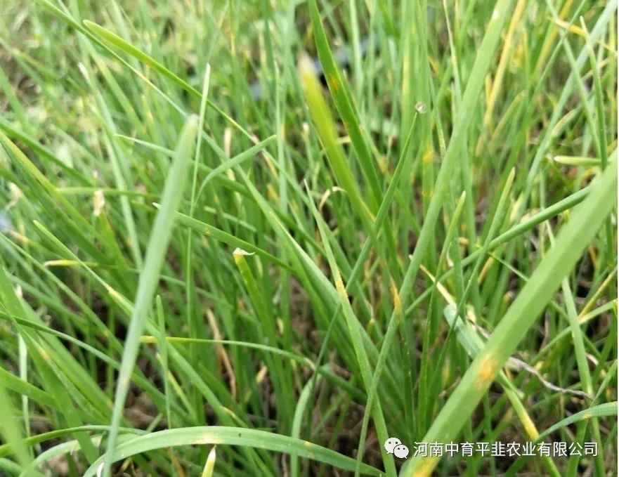 韭菜锈病、软腐病