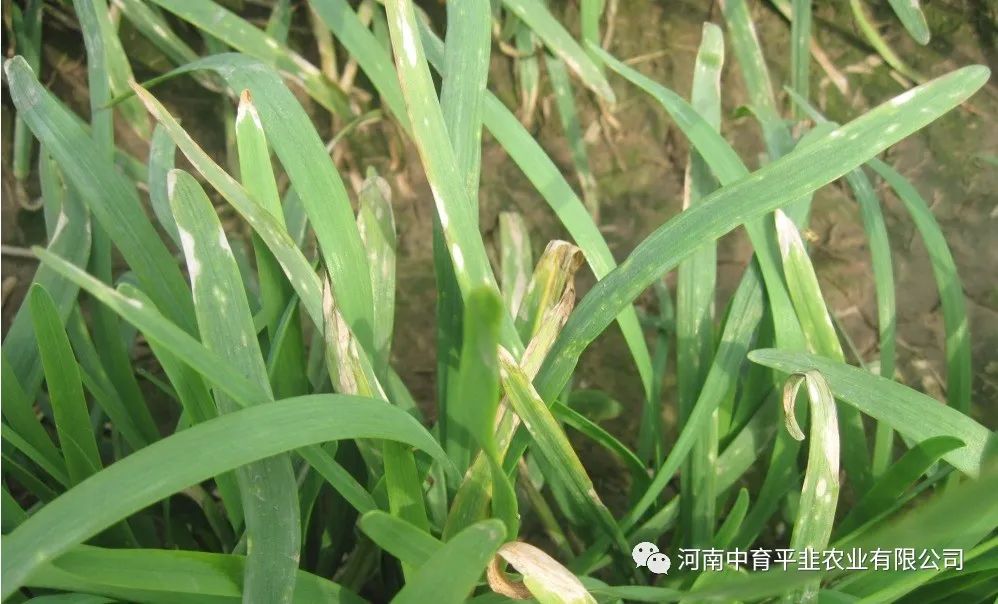 韭菜灰霉病