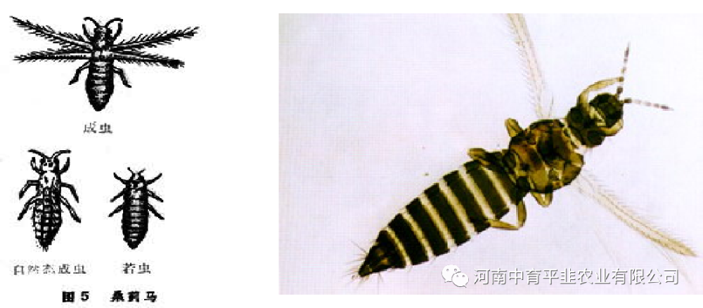 韭菜蓟马防治