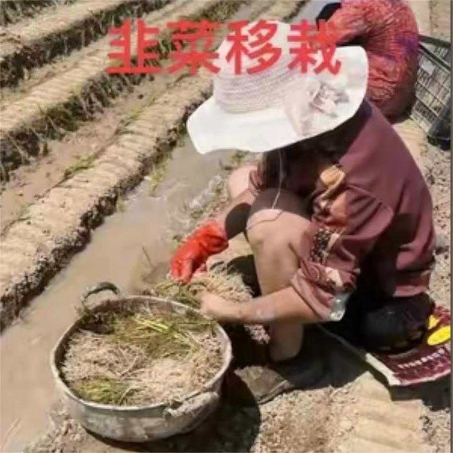 韭菜移栽