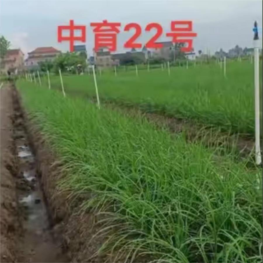 中育22号