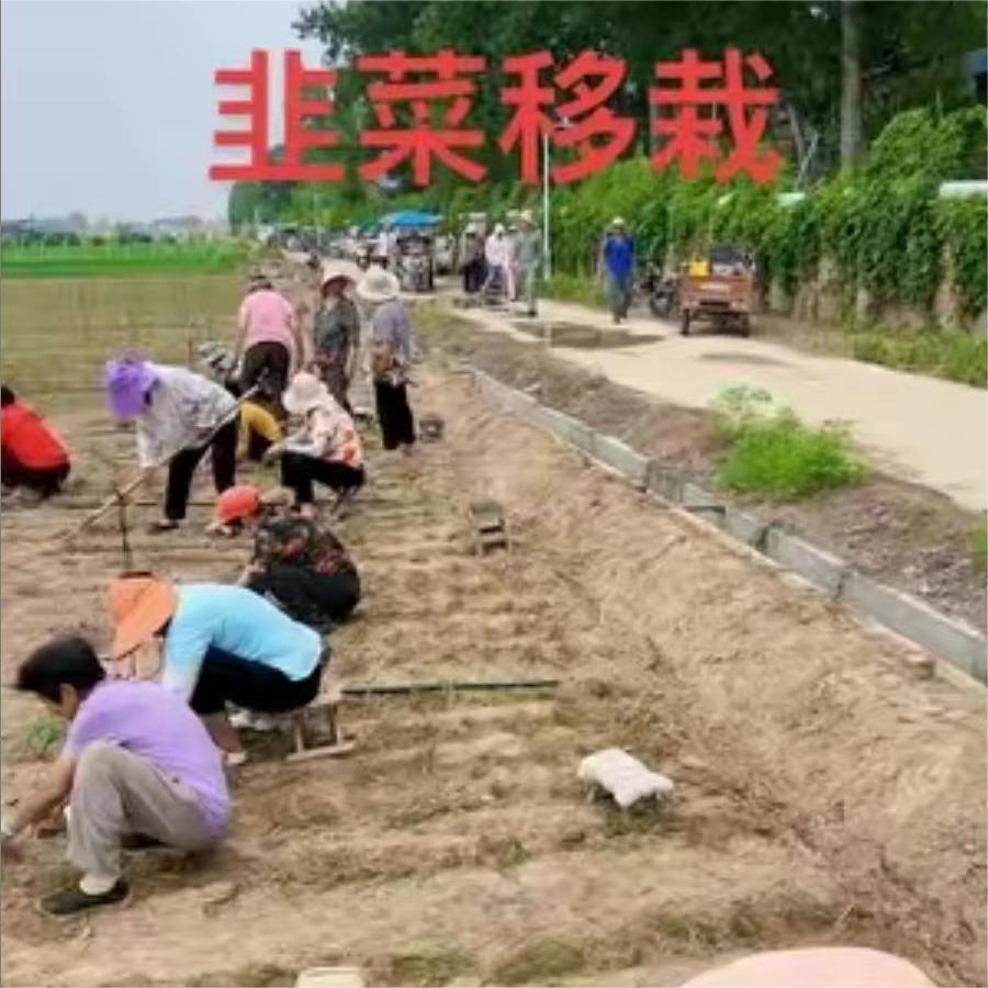 韭菜移栽