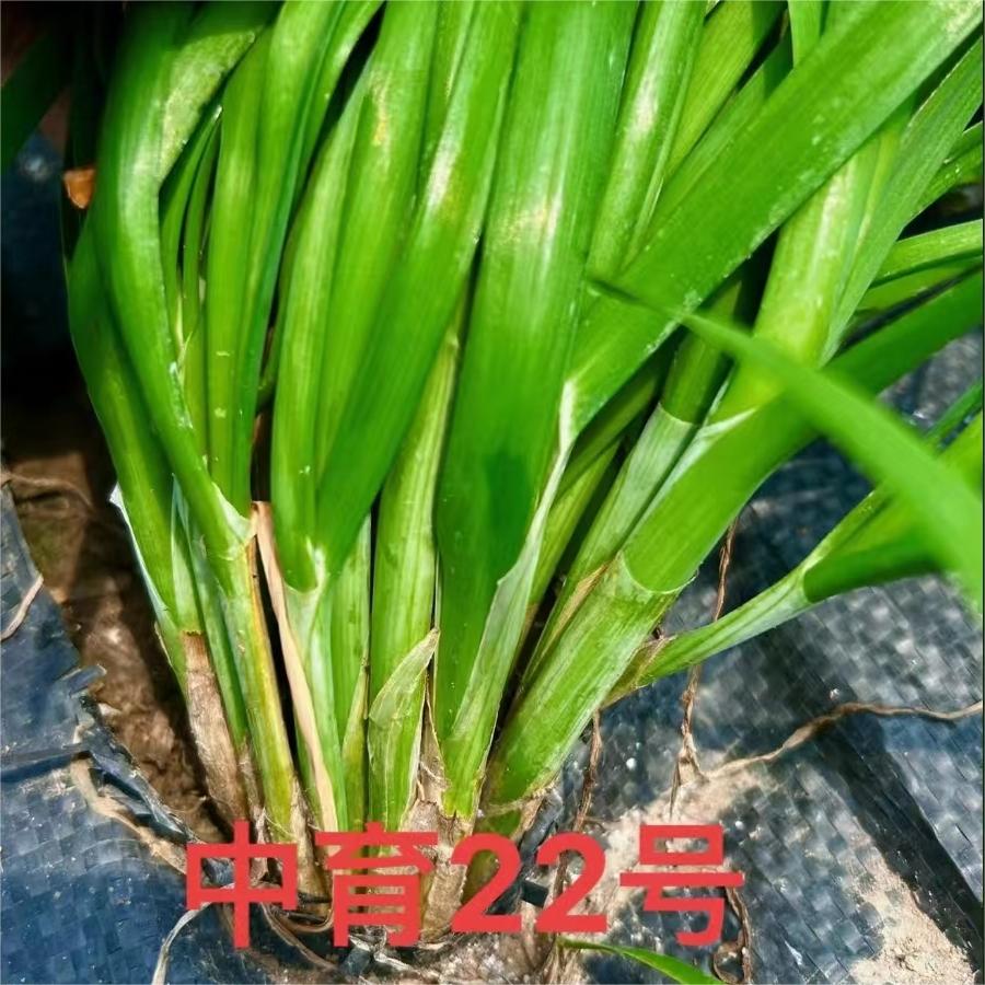 中育22号，长势粗壮。