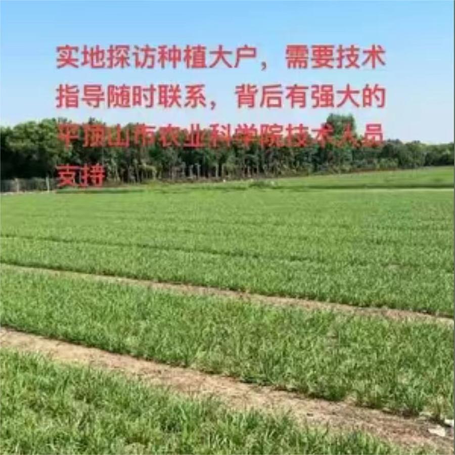 实地探访种植大户，需要技术指导随时联系，背后由强大的平顶山市农业科学院技术人员支持。