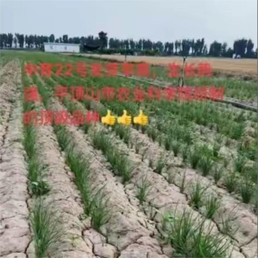 中育22号小苗