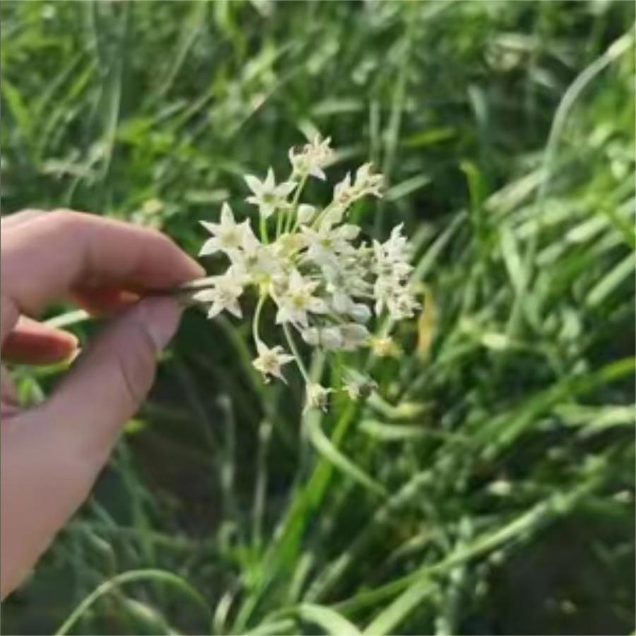 中育薹丰4月上旬抽薹到9月，亩产两千斤