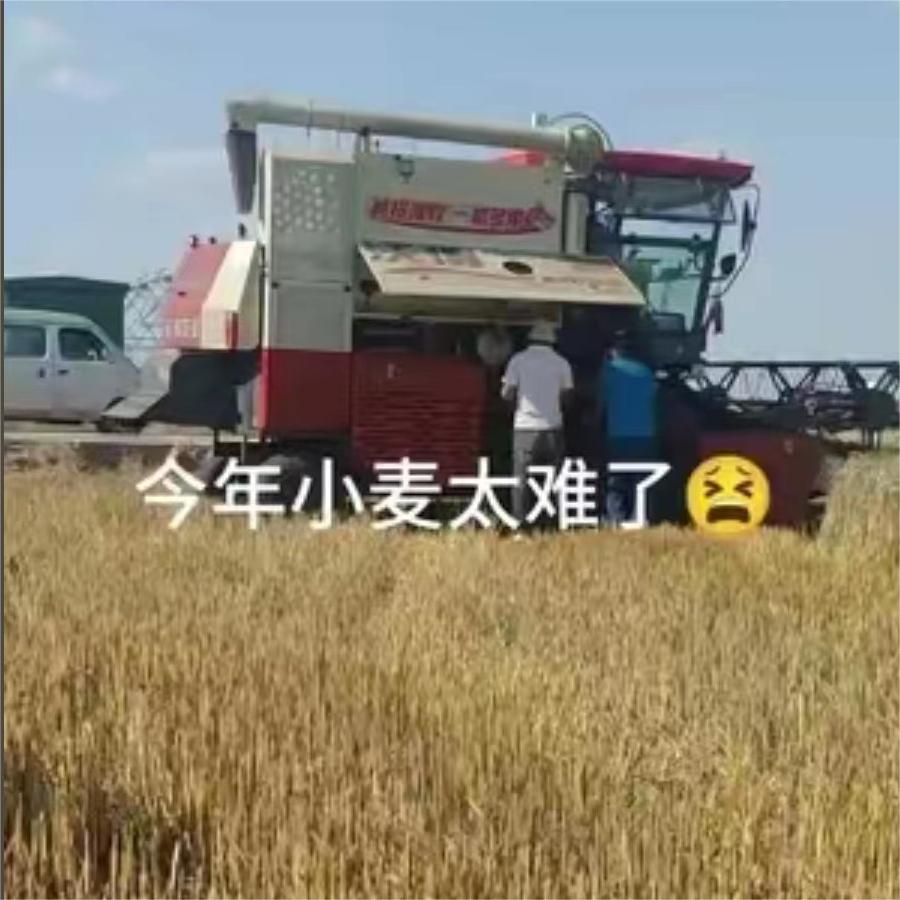 今年小麦太难了