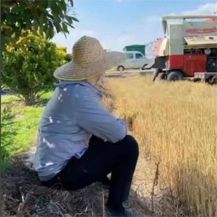 生物育种基地的麦子要收了