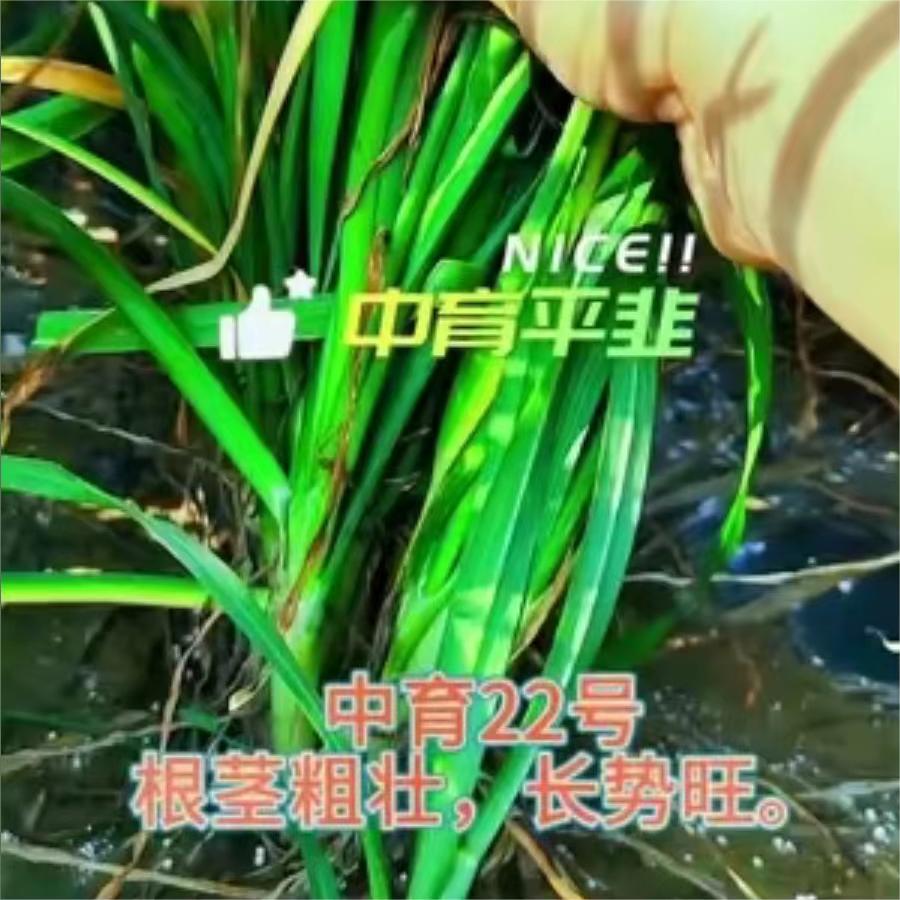 中育22号，根茎粗壮，长势旺。