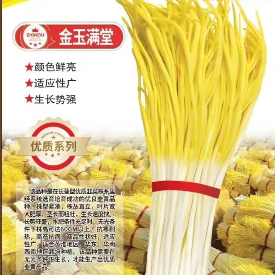 韭黄品种-金玉满堂