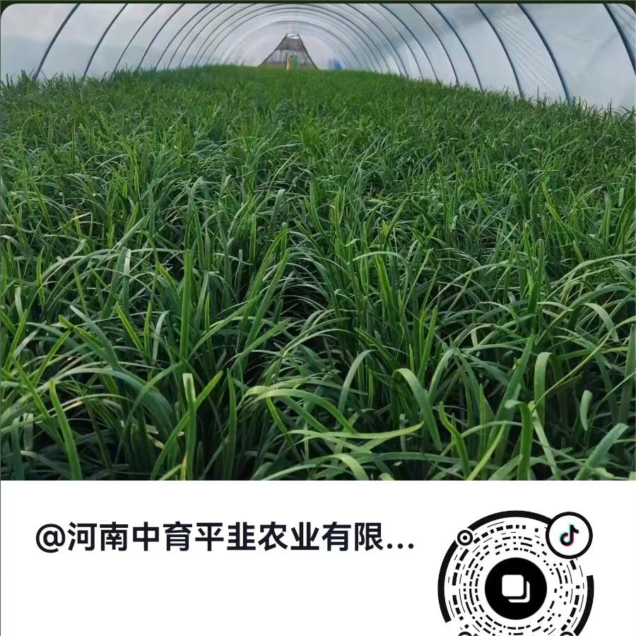 中育平韭-韭菜基地