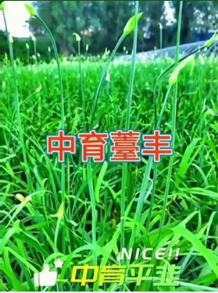 中育薹丰，长势非常好。