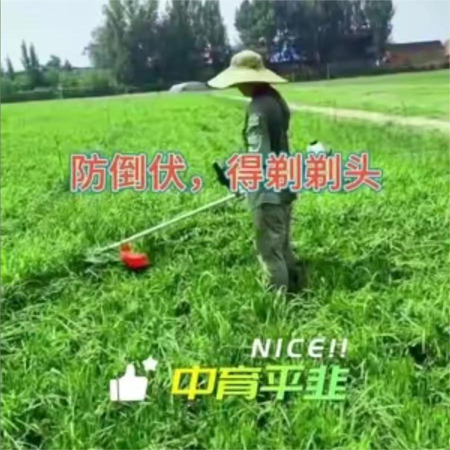 防倒伏，得剃剃头。