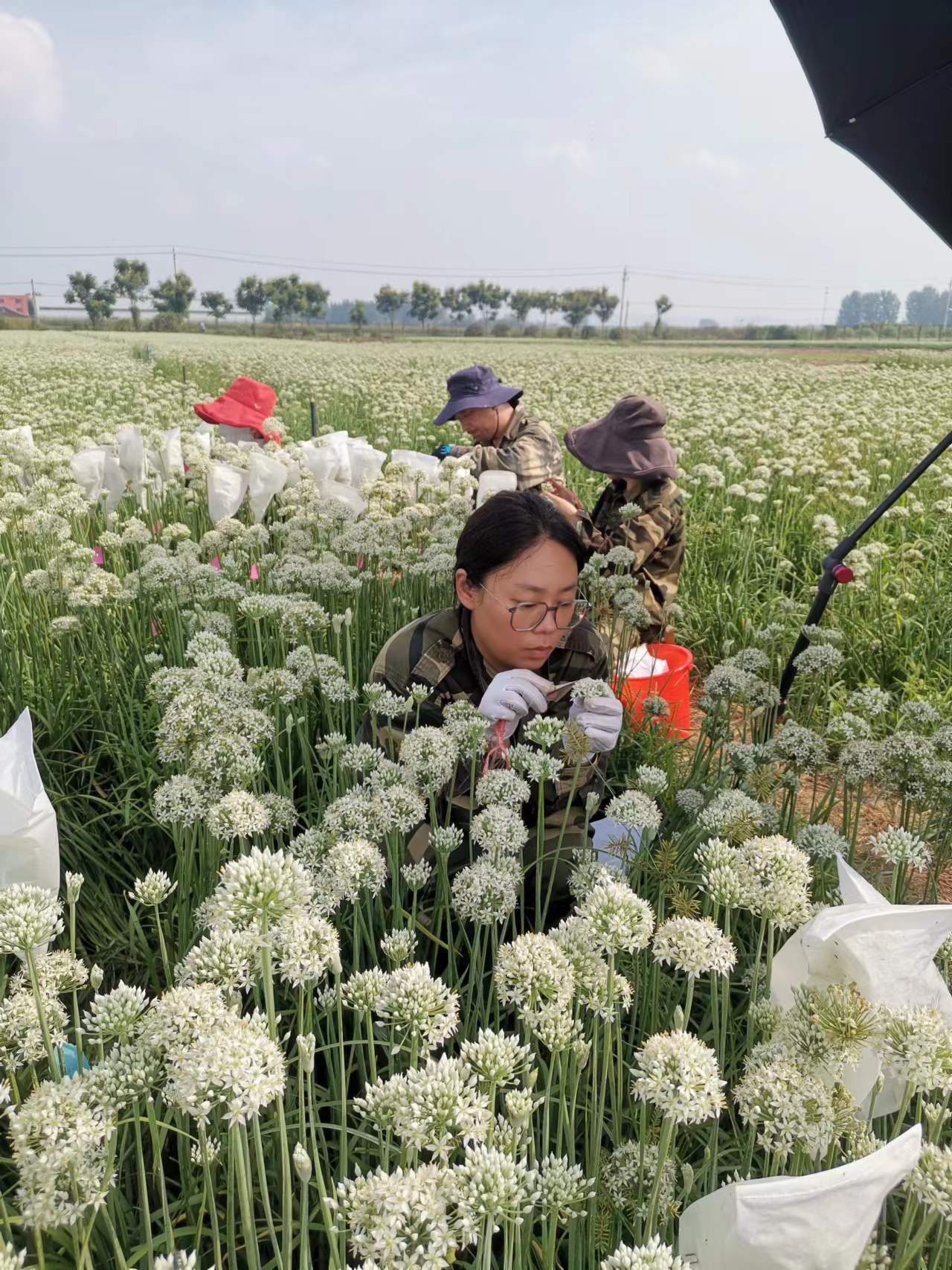 新品种研发-授粉