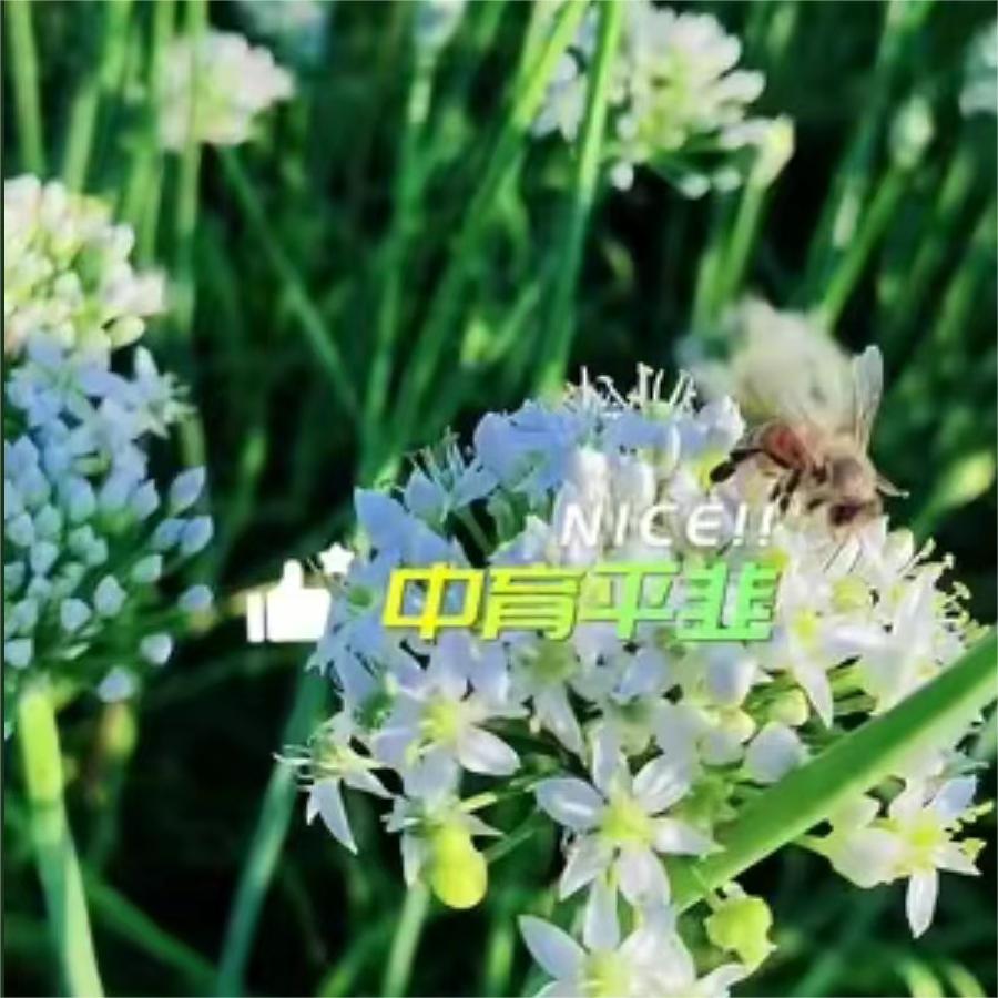 韭菜花海