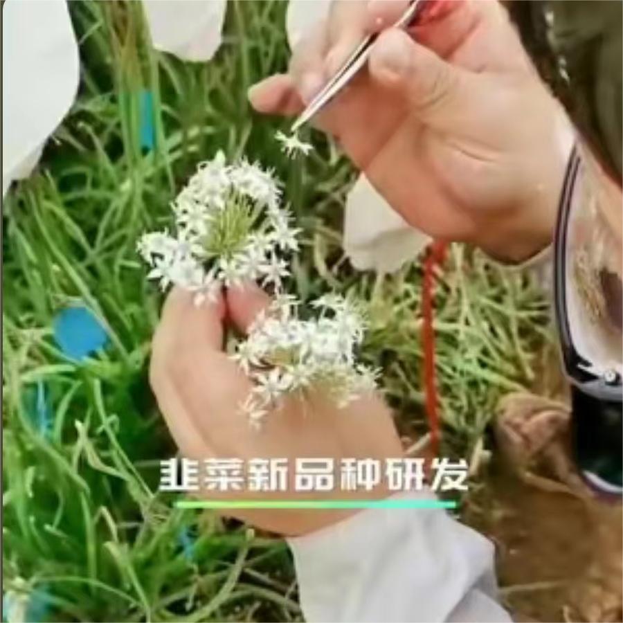 韭菜新品种研发