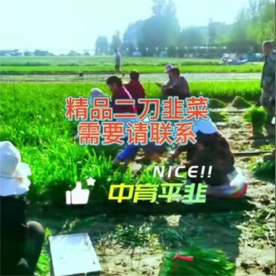 精品二刀韭菜，需要请联系