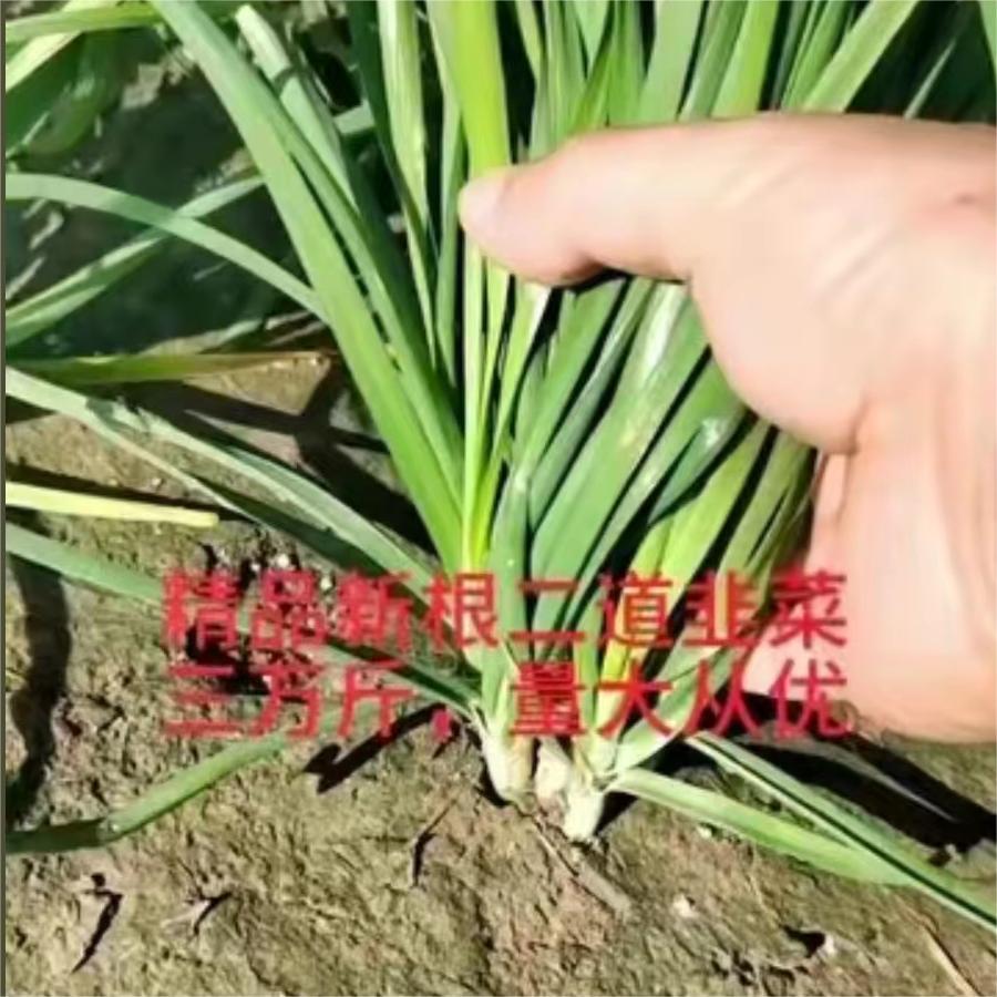 精品新根二刀韭菜，三万斤，量大从优