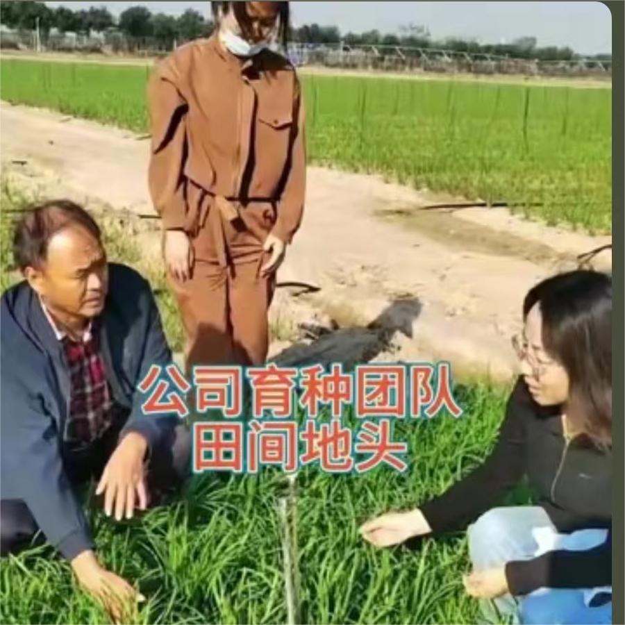 公司育种团队从平顶山到基地指导生产