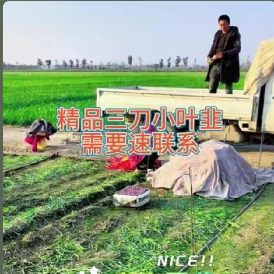 精品三刀小叶韭，需要速联系#