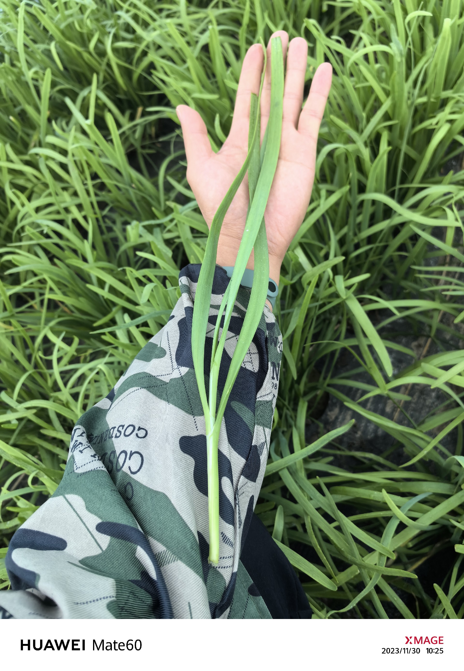 品种表现