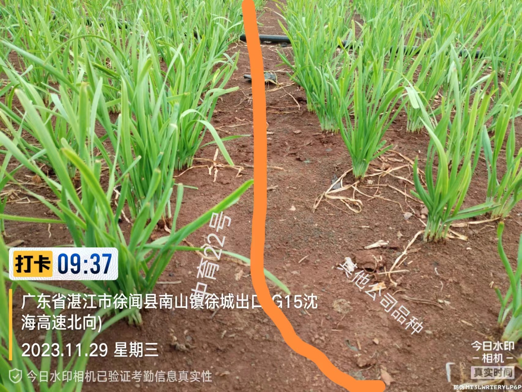 2023.11.29-徐闻