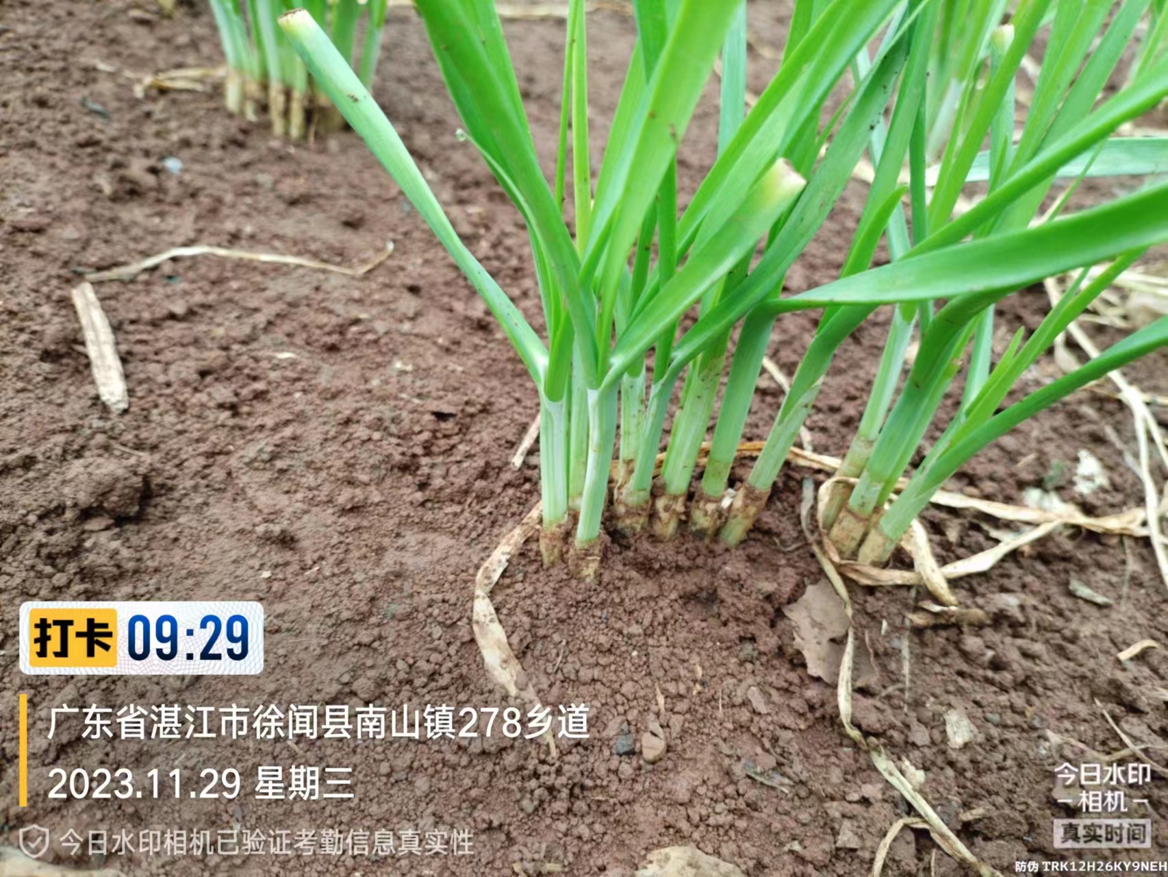 2023.11.29-广东-徐闻