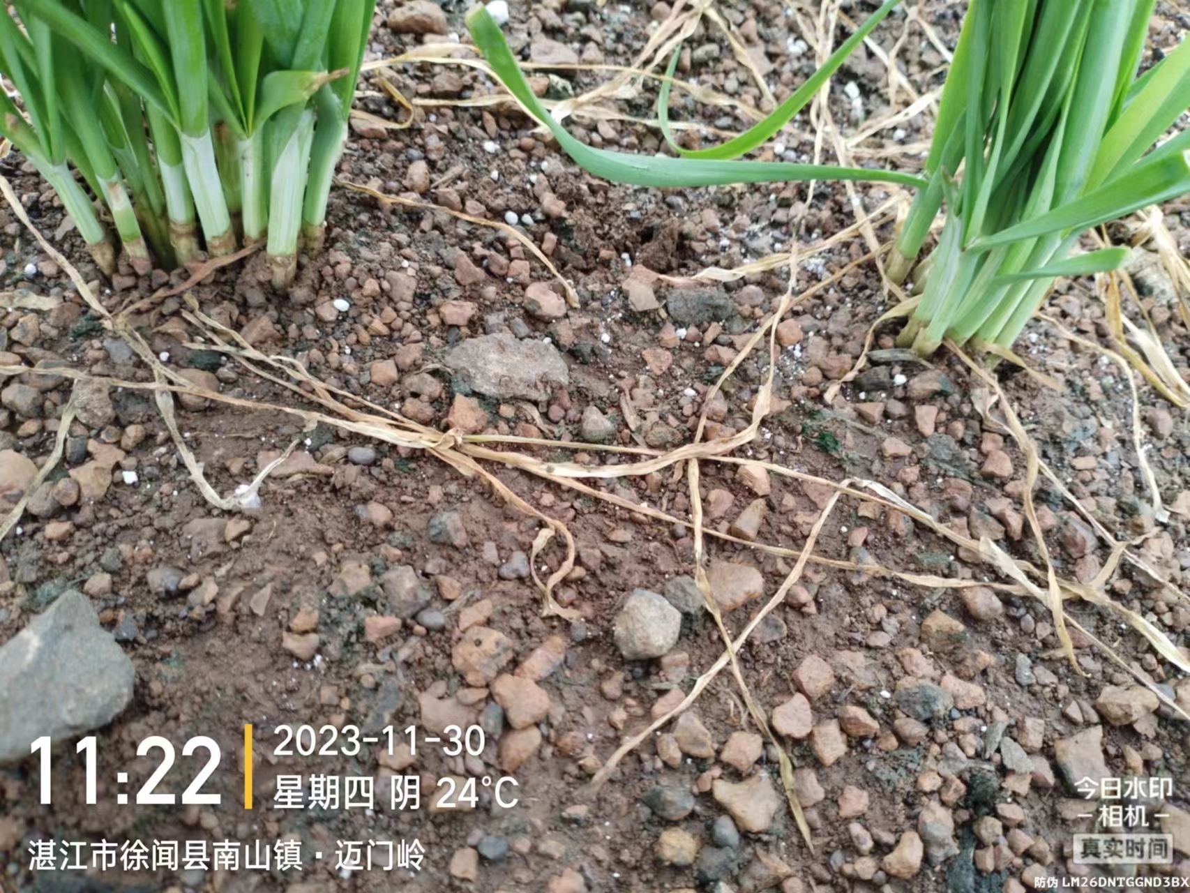 2023.11.30-广东-徐闻