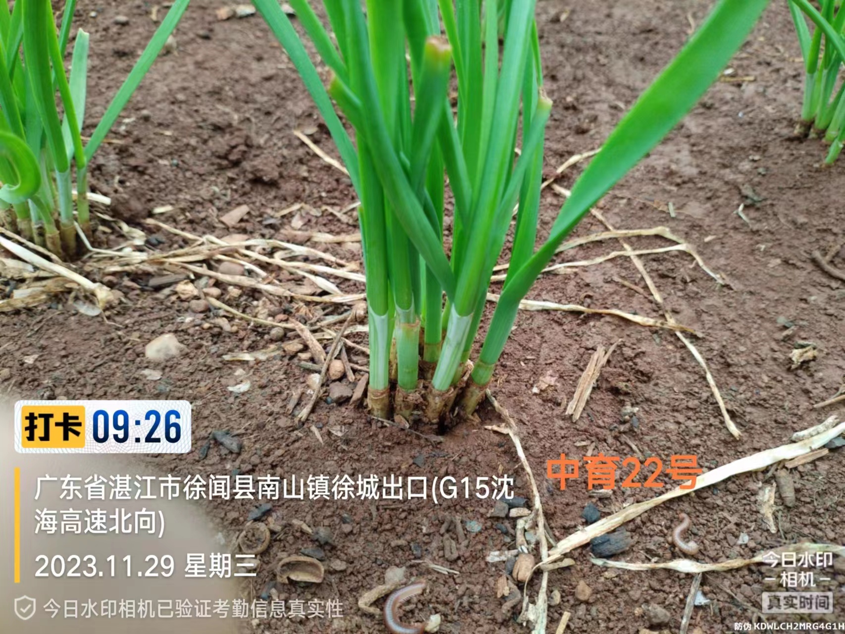 2023.11.29-广东-徐闻