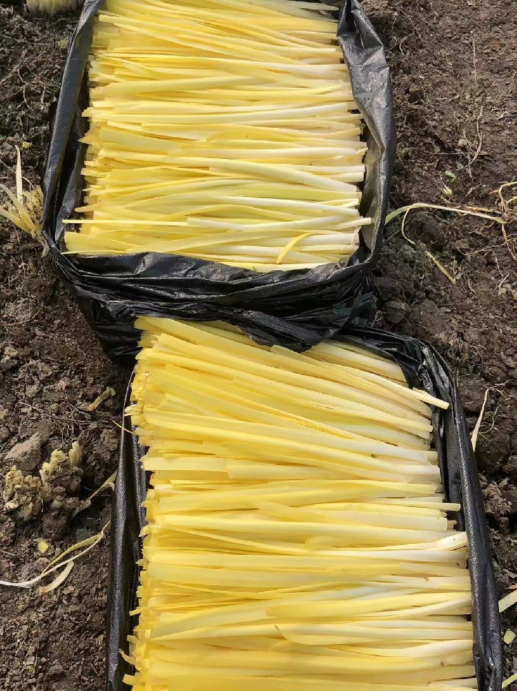 ​常熟客户使用中育8号种植的韭黄