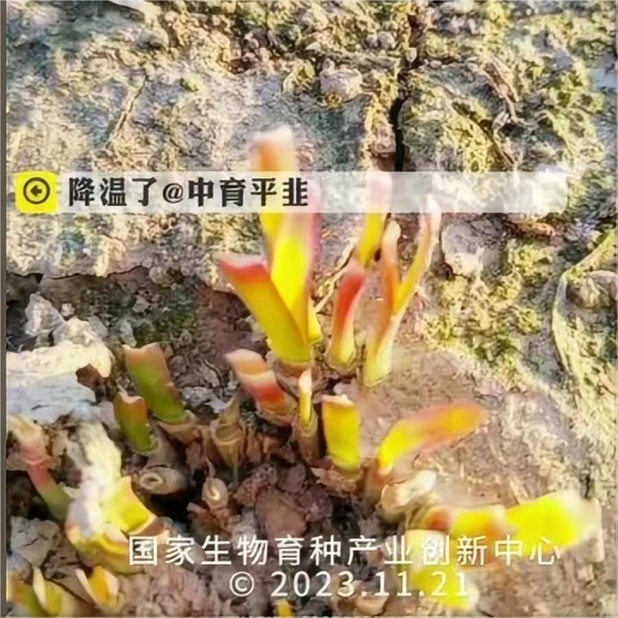 降温了-中育平韭