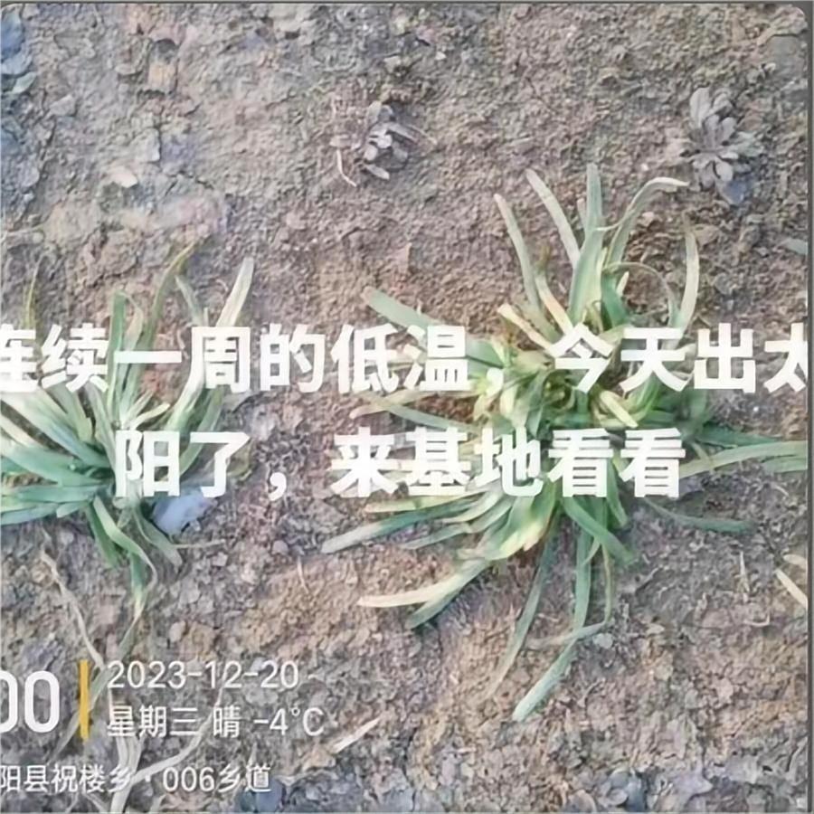 连续一周的低温，今天出太阳了来基地看看