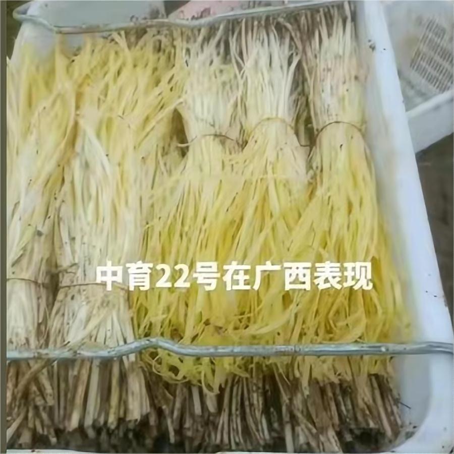 中育22号在广西表现