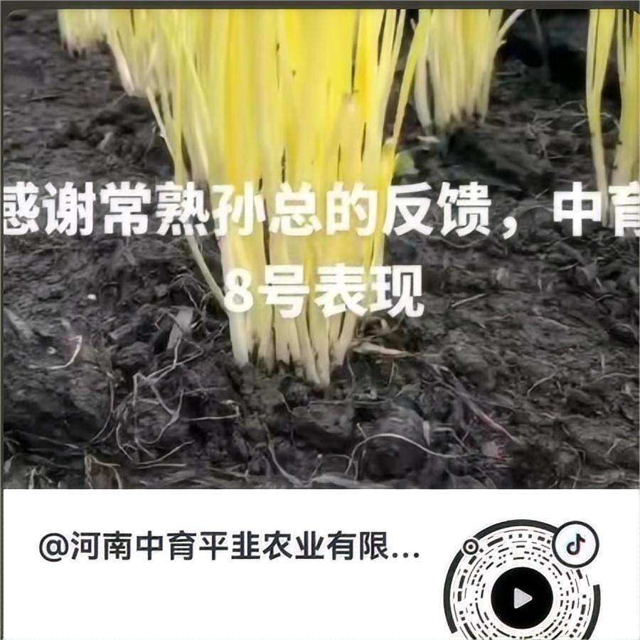 感谢常熟孙总的反馈-中育8号