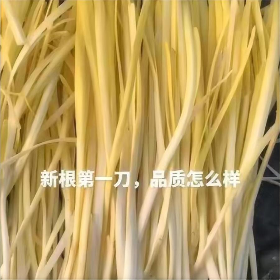 新根第一刀韭黄-中育8号