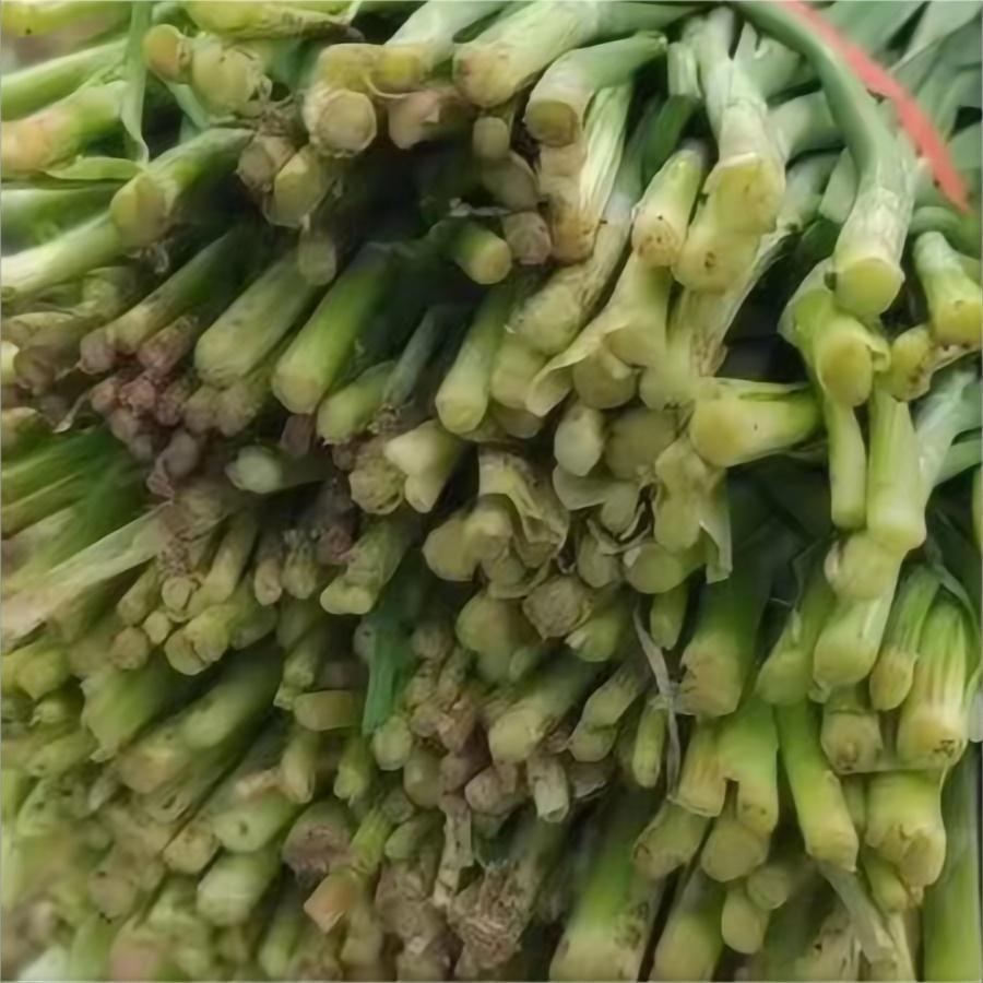 省农科院基地大量出菜，需要请联系