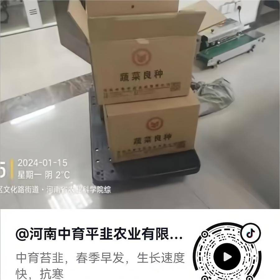 种子大量发货-中育薹丰
