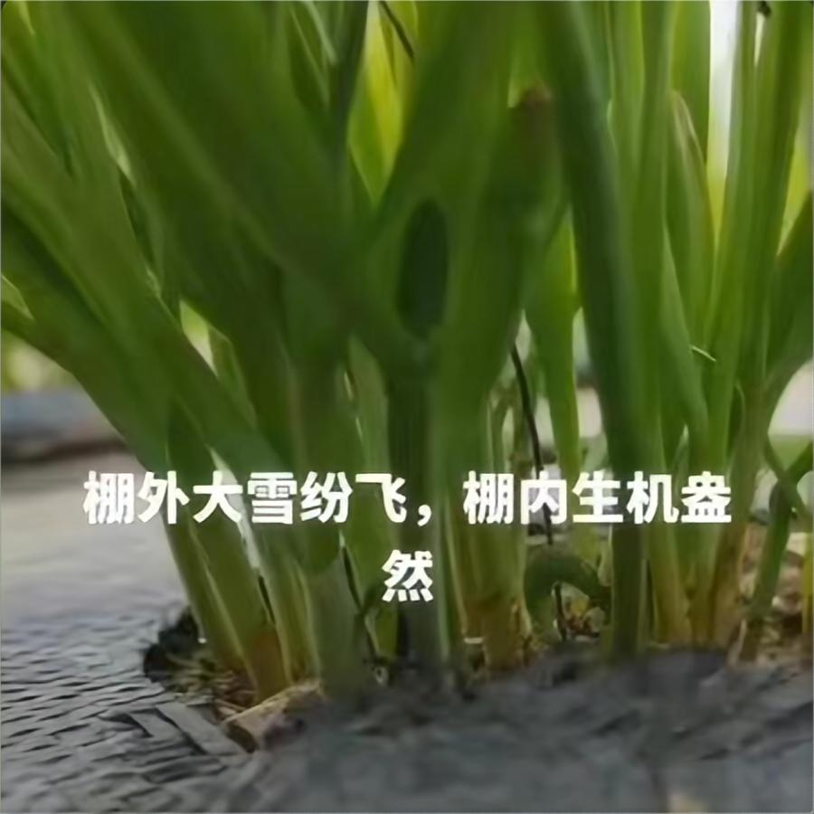 棚外大雪纷飞-棚内生机盎然