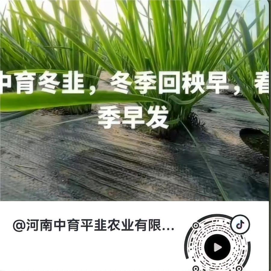 中育冬韭，冬季回秧早，春季早发