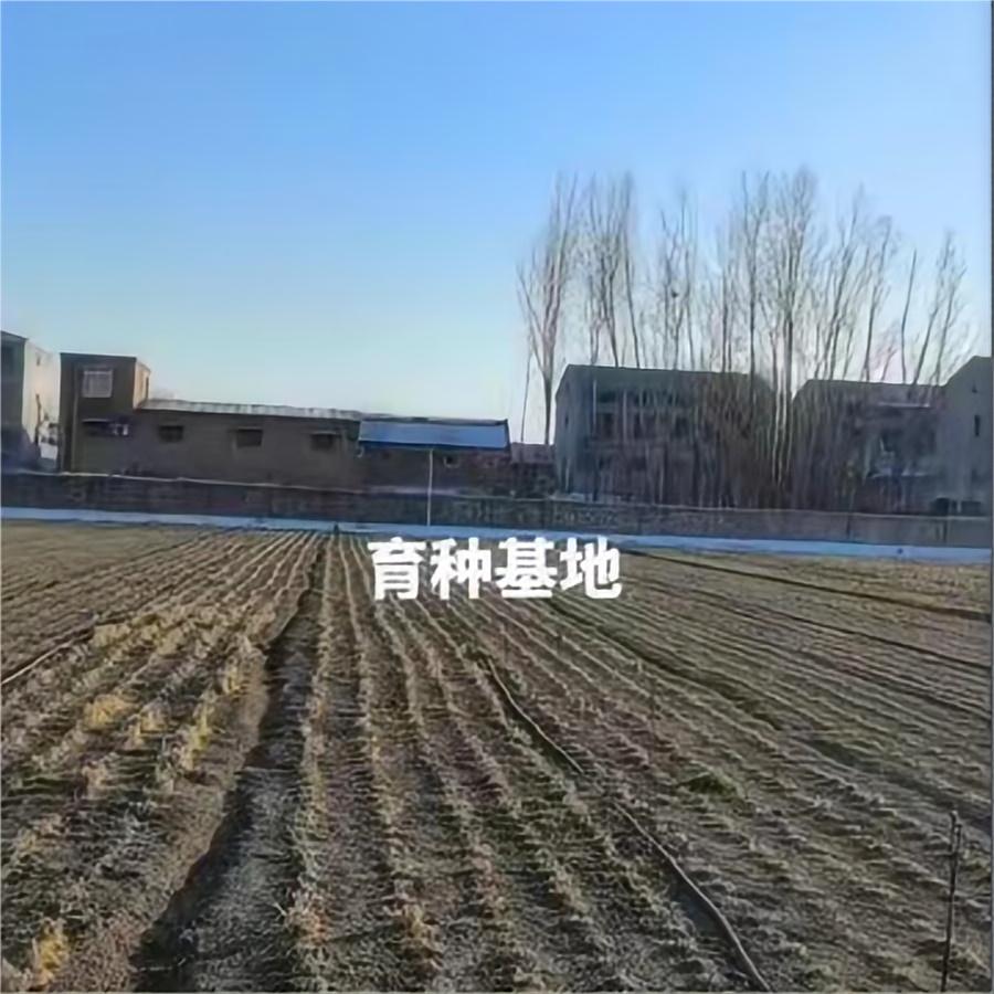 冬日基地