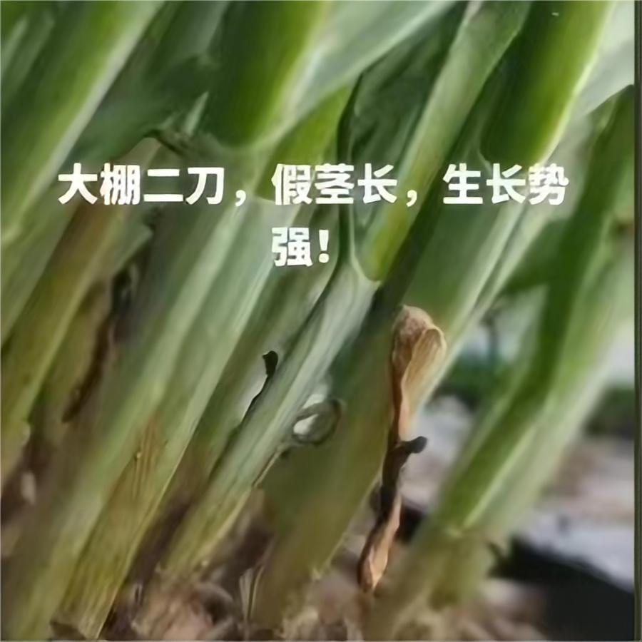 大棚二刀，假茎长，生长势强