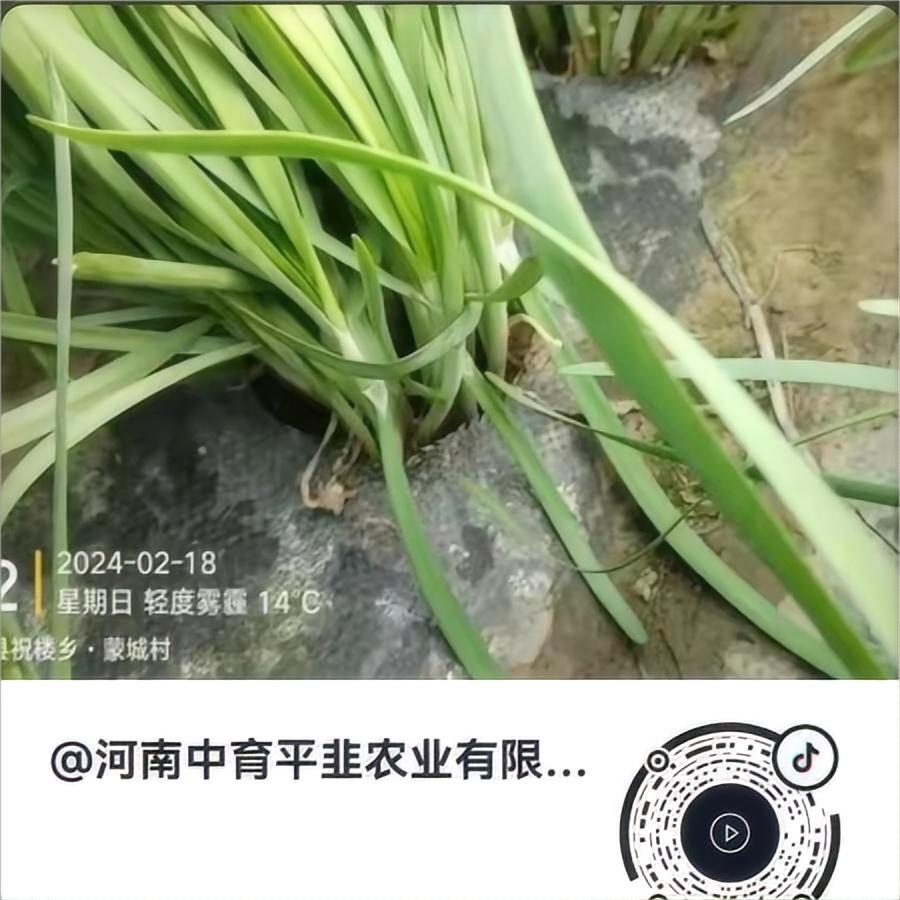 品相很好-韭菜-中育平韭
