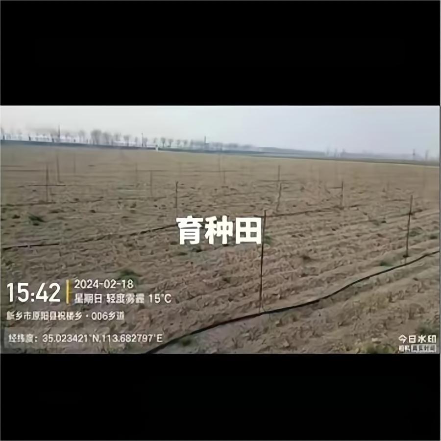 育种田