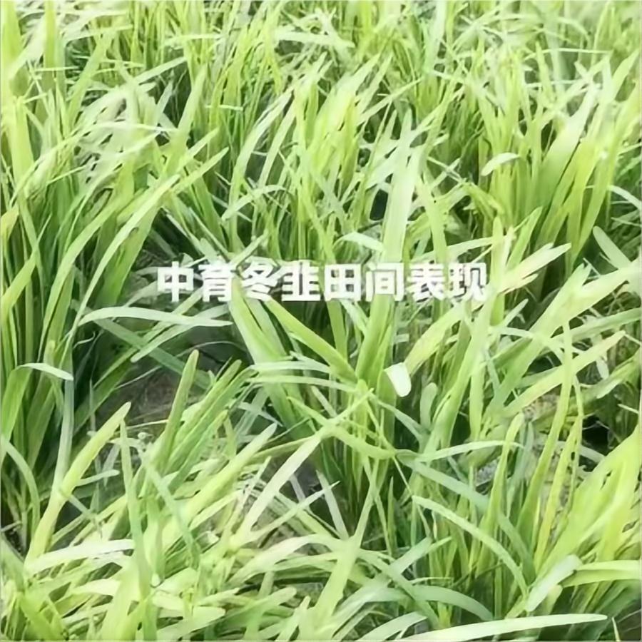 中育冬韭田间表现