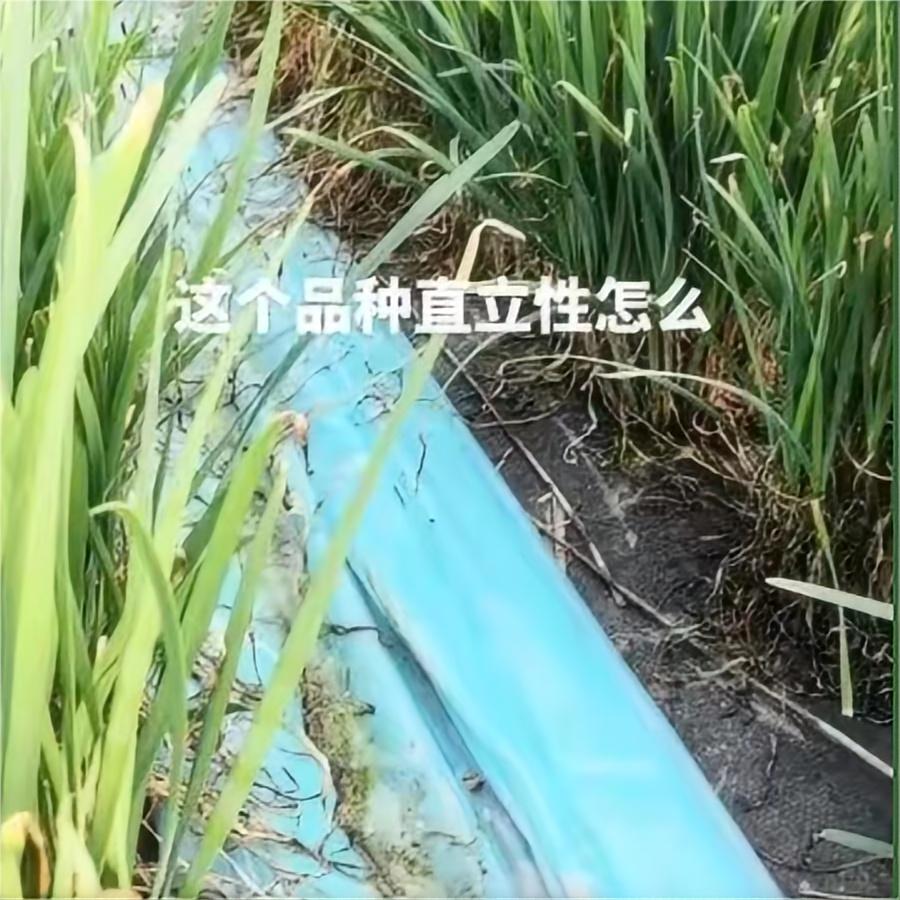 这个品种直立型怎么样？