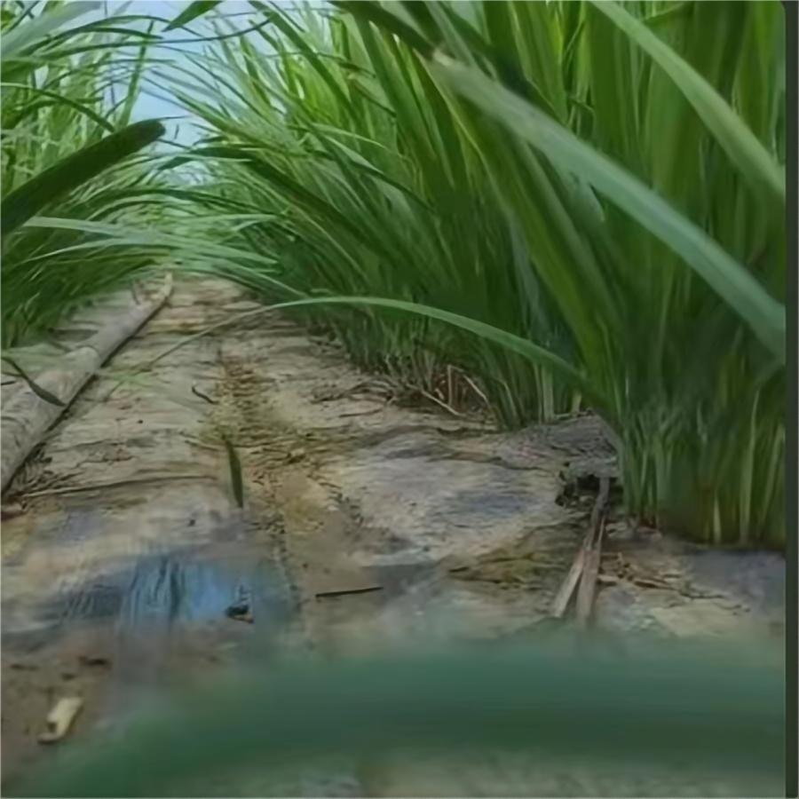 还是棚内的菜